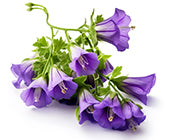 Allantoin