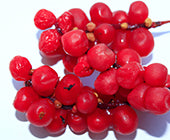 Alpha Arbutin
