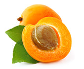 Apricot