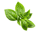 Basil