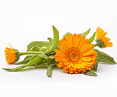 Calendula