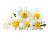 Chamomile Extract