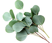 Eucalyptus