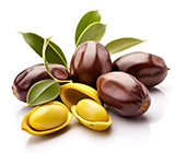 Jojoba