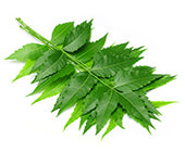 Neem