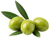 Olive Extract