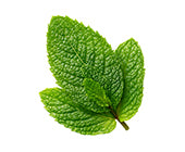 Organic Mint
