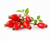 Rose Hip