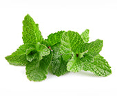 Spearmint