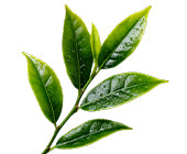 Tea Tree